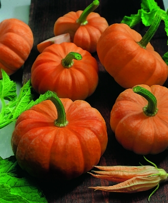 Picture of Pumpkin Jack Be Little (Trailing)